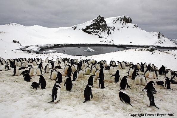 Chinstrap penguin in habitat