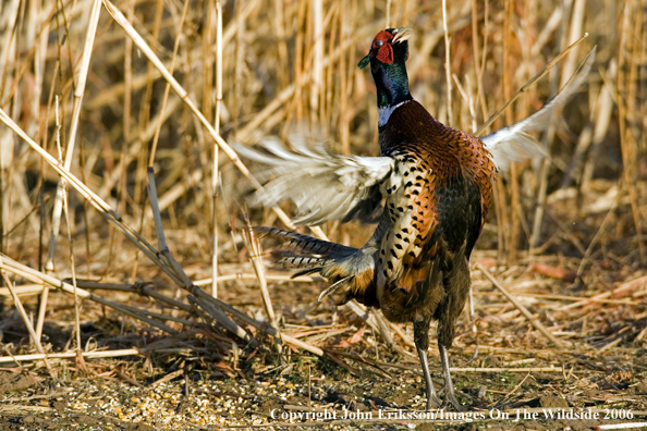 Ring-necked pheasant in habitat.