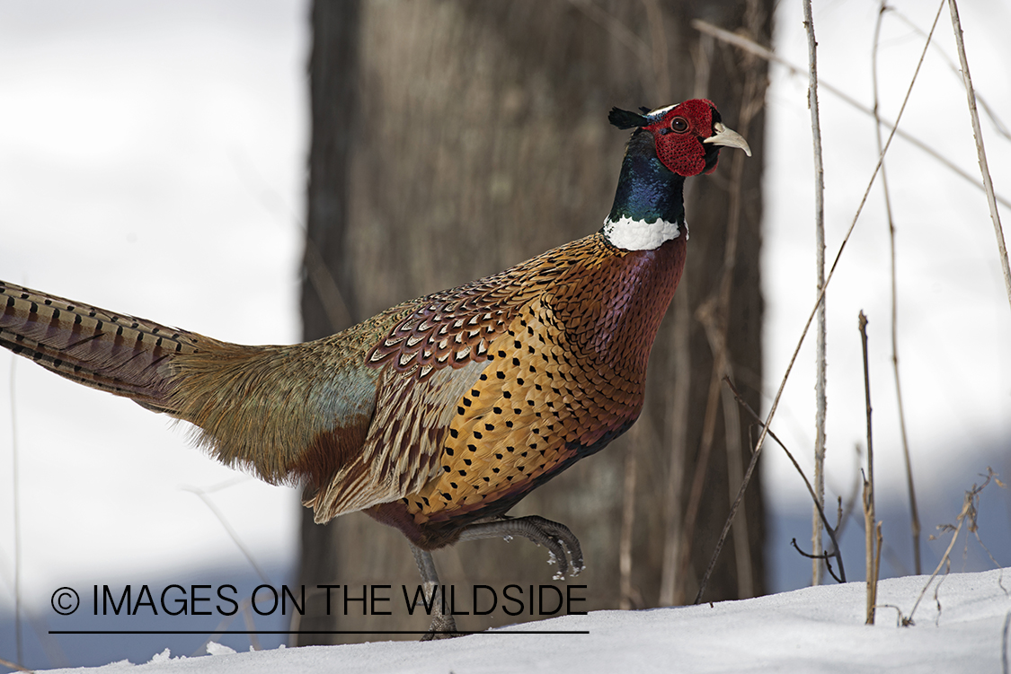 Ring-necked pheasant in winter habitat.