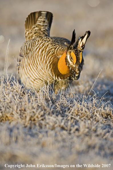 Greater Prairie Chicken in habitat.