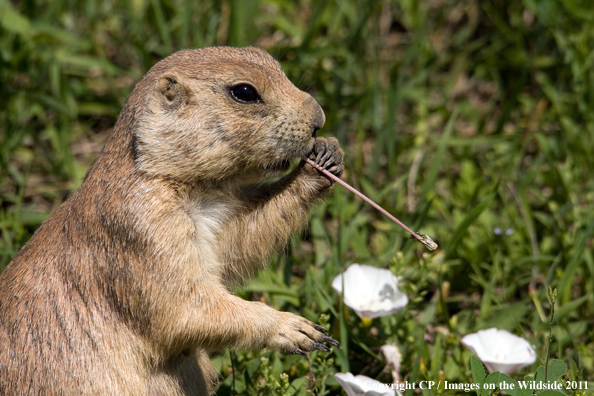 Prairie dog eating. 