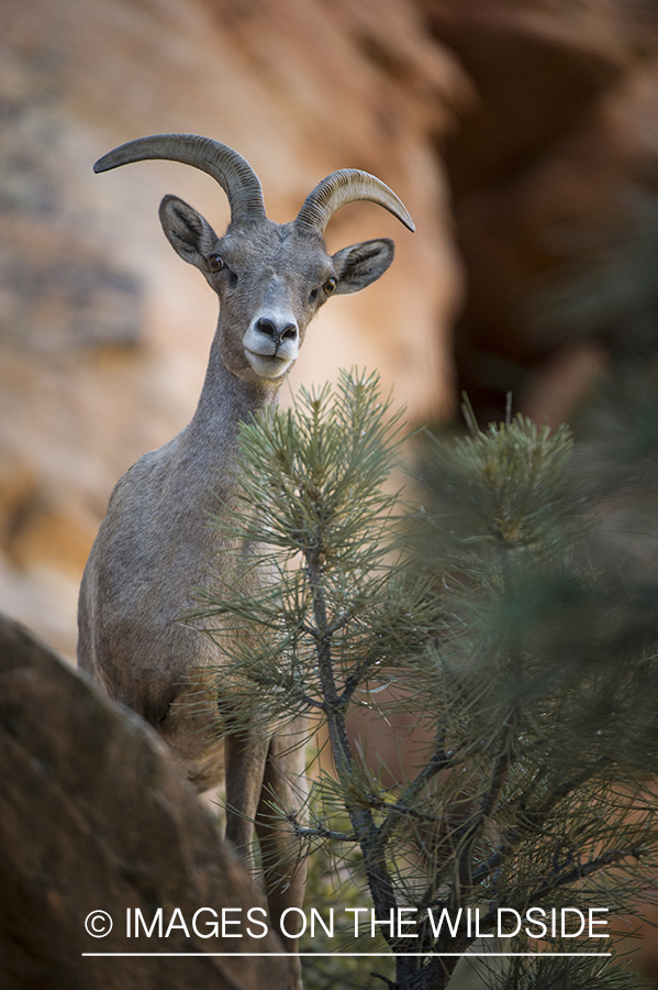 Bighorn sheep in habitat.