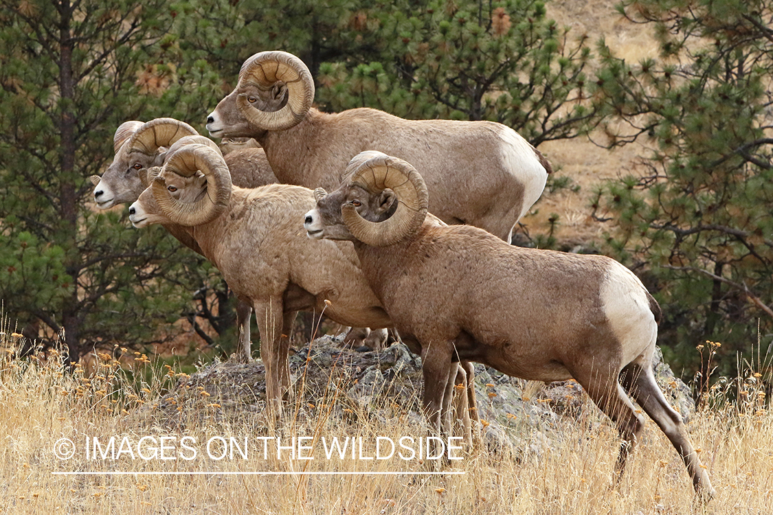 Group of Rocky Mountain Bighorn rams in field.