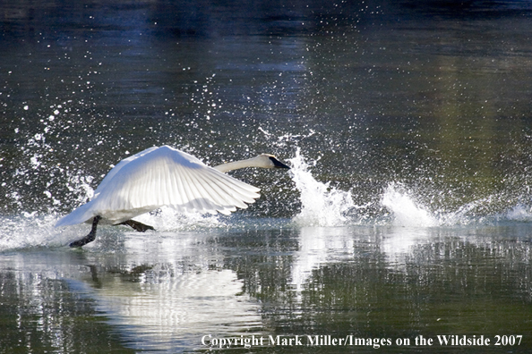 Trumpeter swans