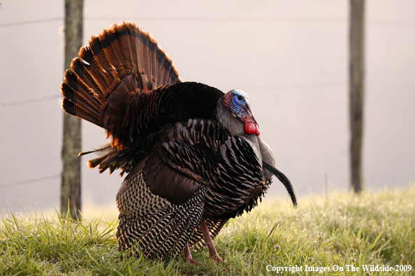 Eastern Wild Turkey in habitat