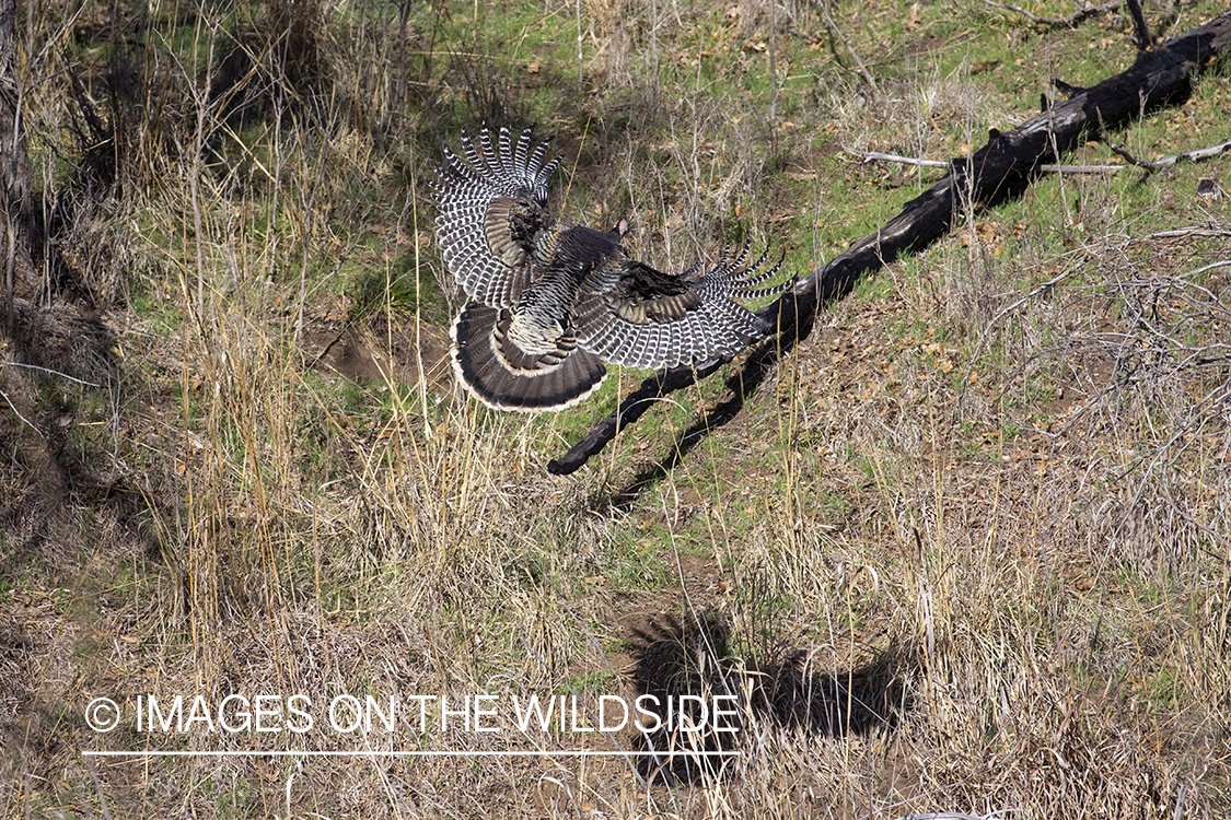 Rio Grande Turkeys flying.