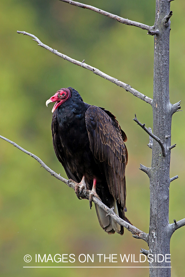 Turkey Vulture on branch.