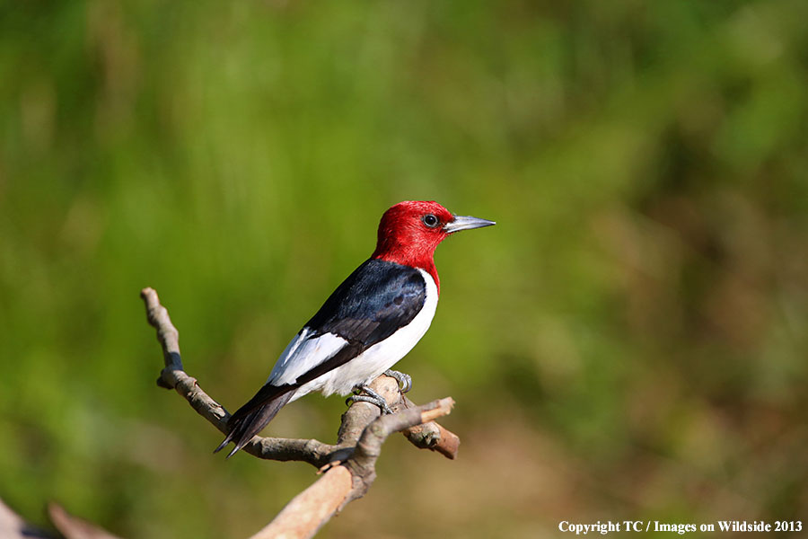 Red-headed Woodpecker in habitat.