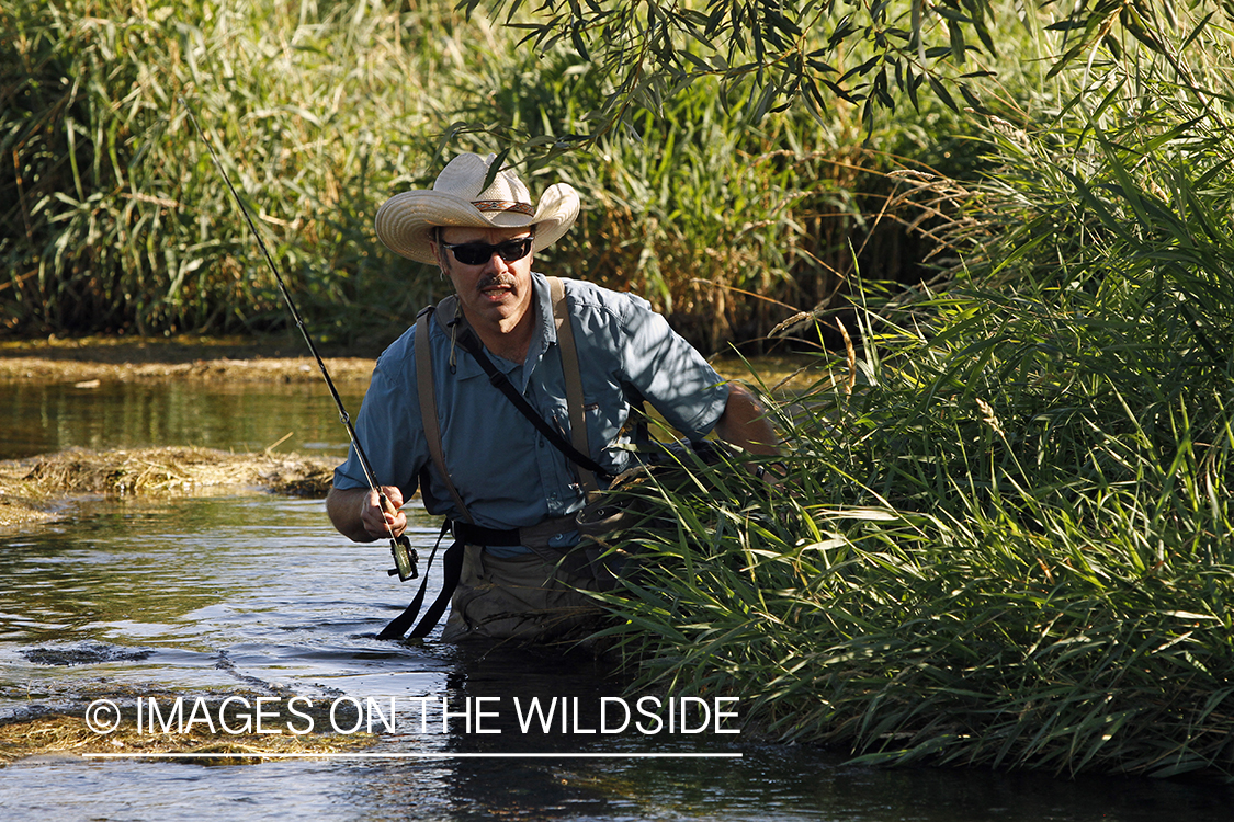 Flyfisherman stalking trout along stream bank.