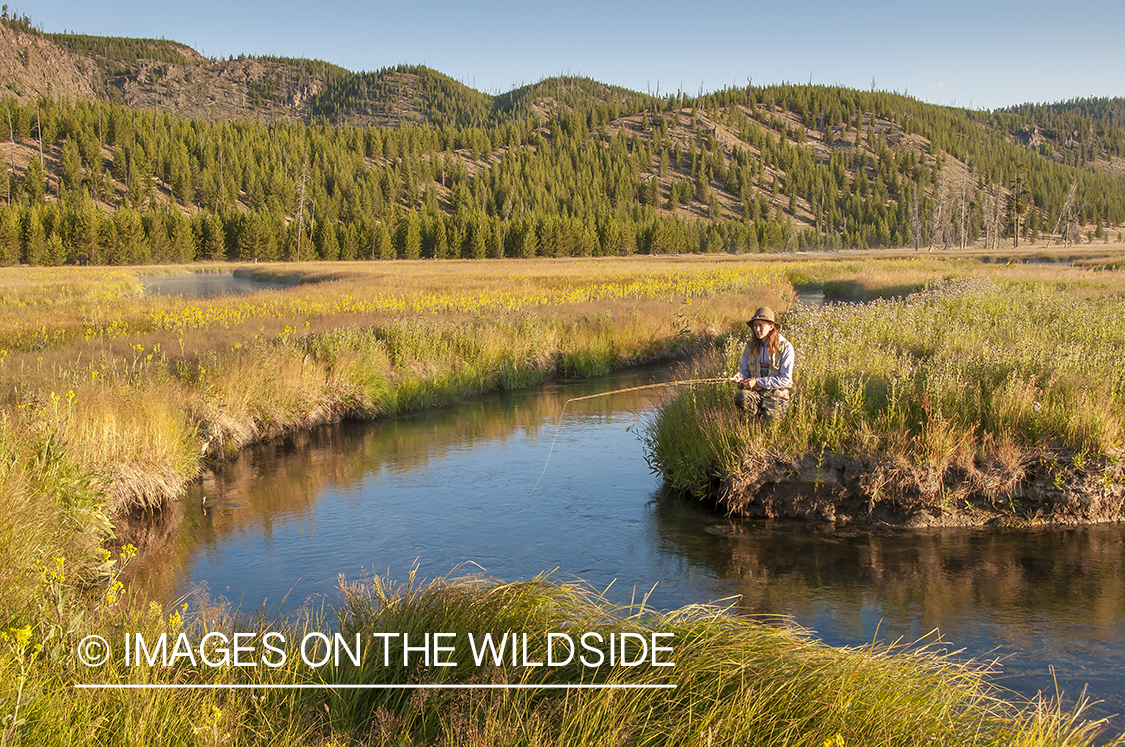 Woman flyfishing on Firehole River, Yellowstone National Park.