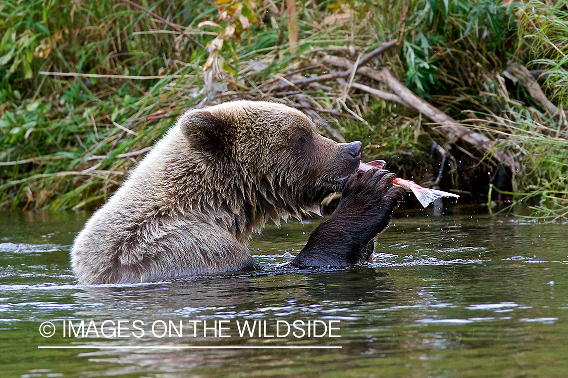 Brown Bear eating Salmon.