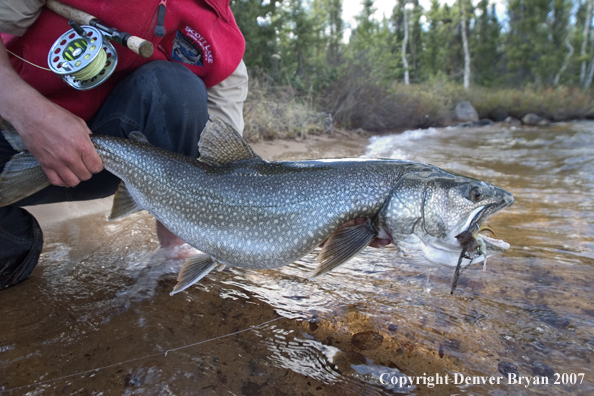 Flyfisherman with lake trout (close-up of trout).