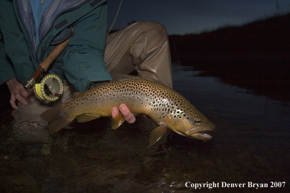 Flyfisherman with brown trout at dusk.  Closeup of trout.