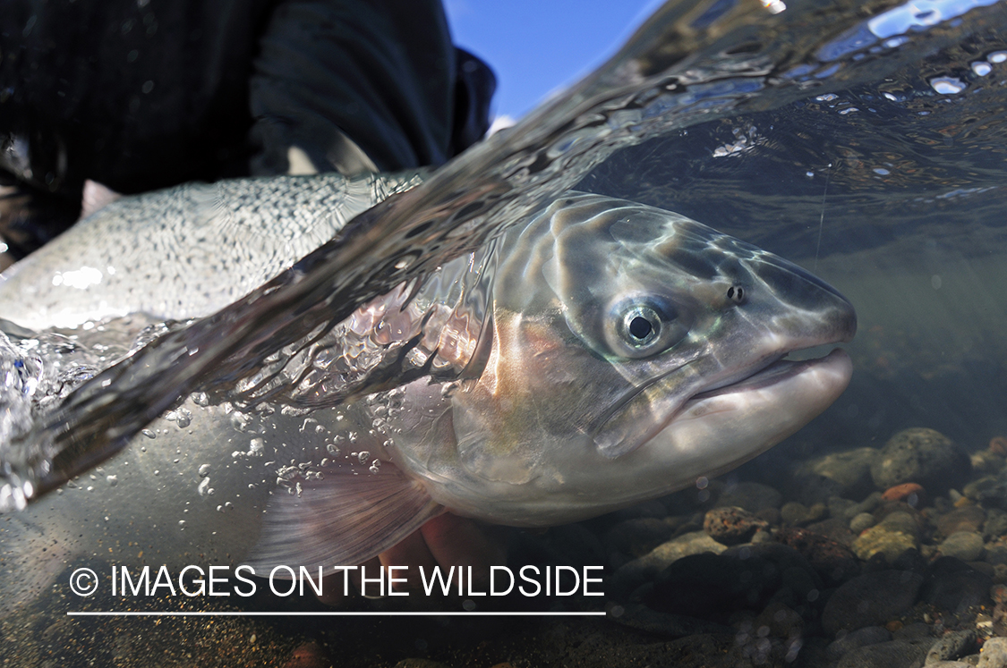 Flyfisher releasing rainbow trout.