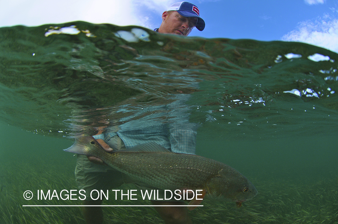 Flyfisherman releasing redfish.