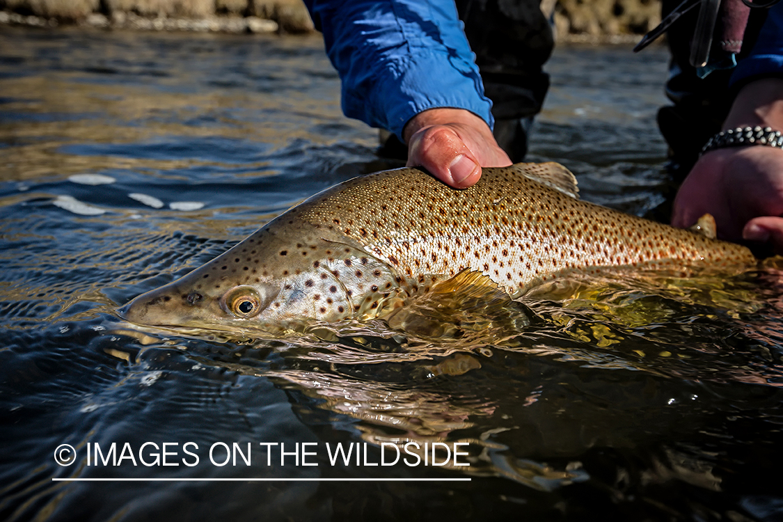 Flyfisherman releasing brown trout.