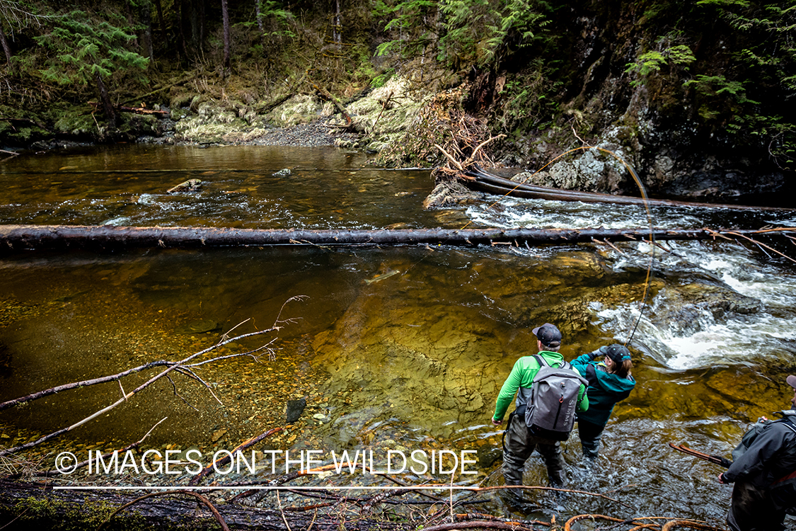 Flyfisherman fighting steelhead, Alaska.