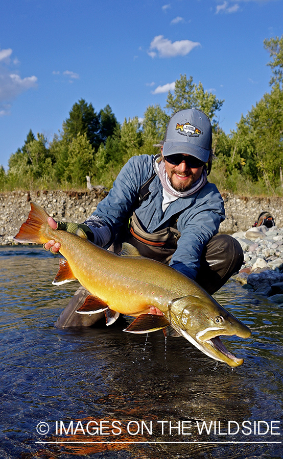 Flyfisherman releasing bull trout.