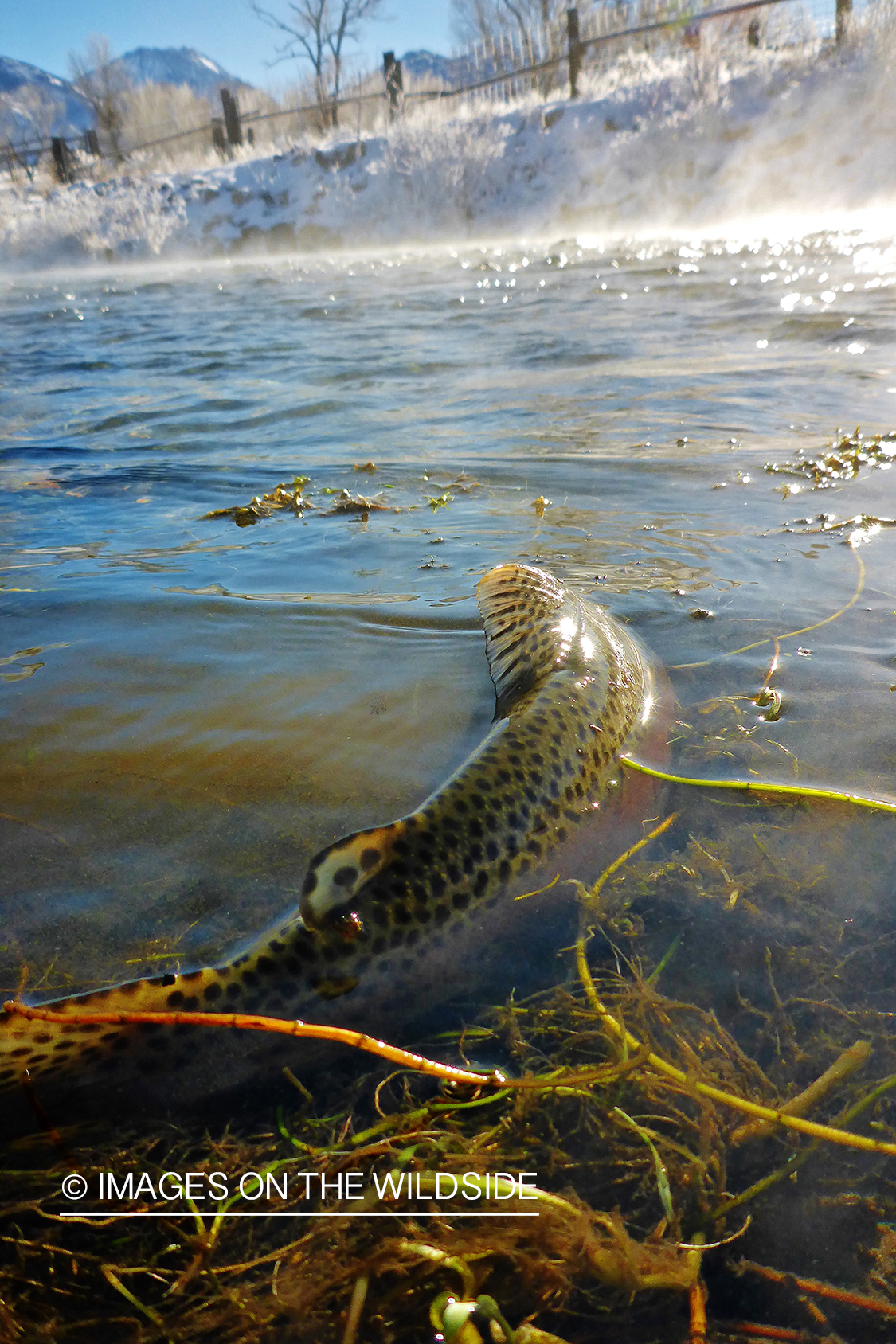 Rainbow Trout in stream.