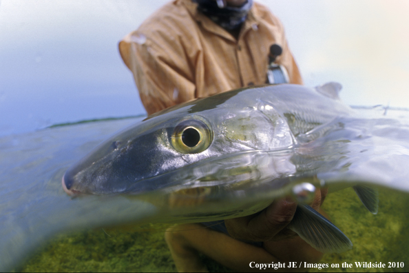 Saltwater Flyfisherman with nice Bonefish catch