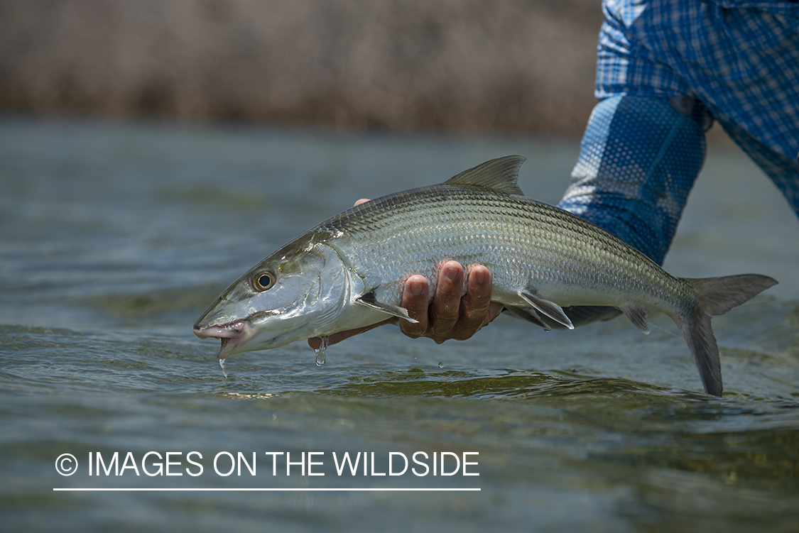 Flyfisherman releasing bonefish.