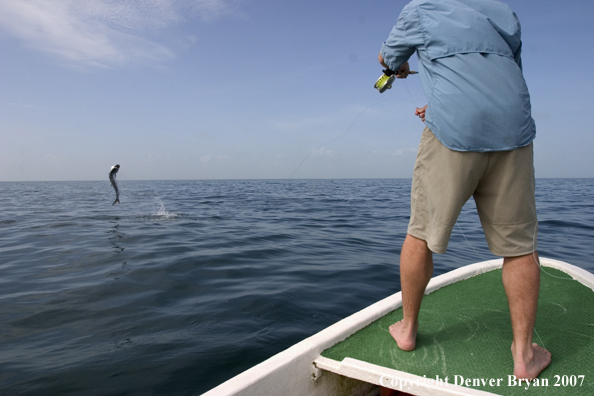 Flyfisherman with fighting/jumping tarpon