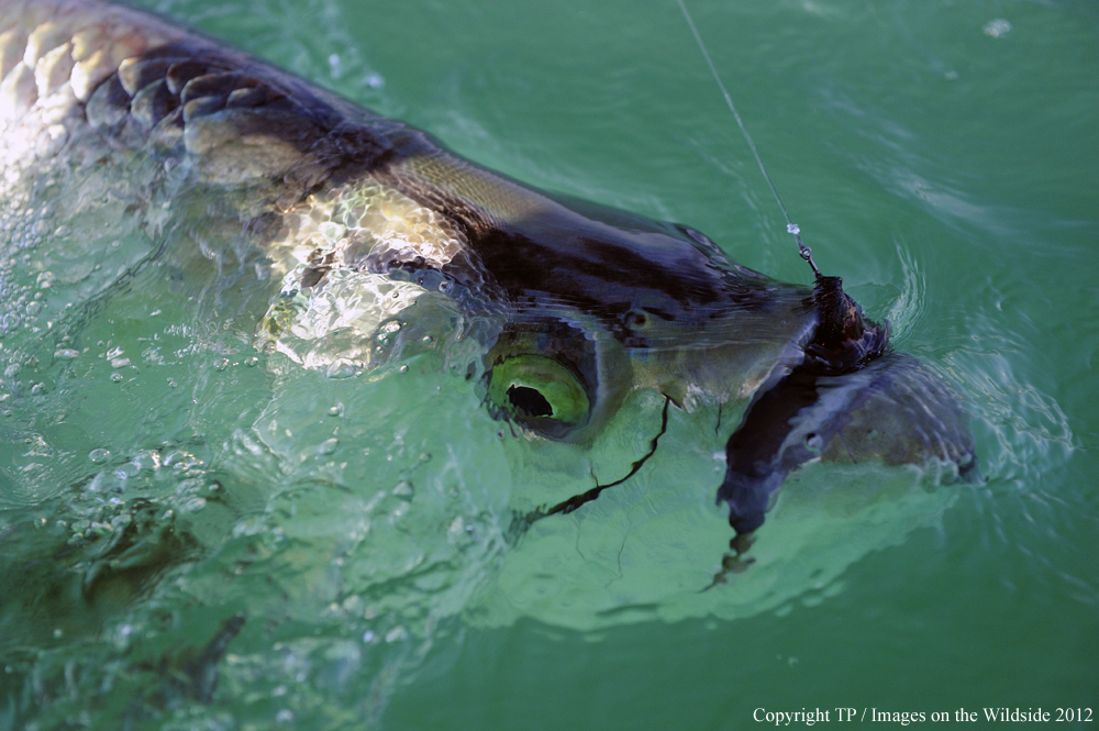 Hooked Tarpon. 