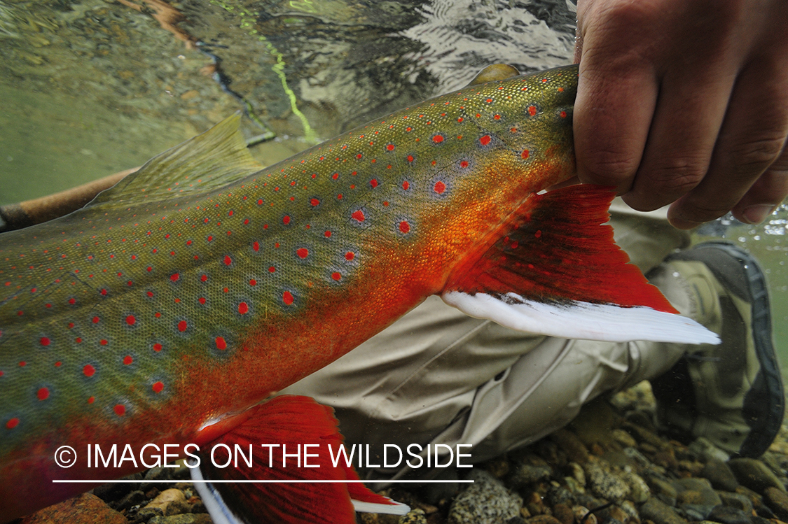 Fisherman releasing an Artic Char.