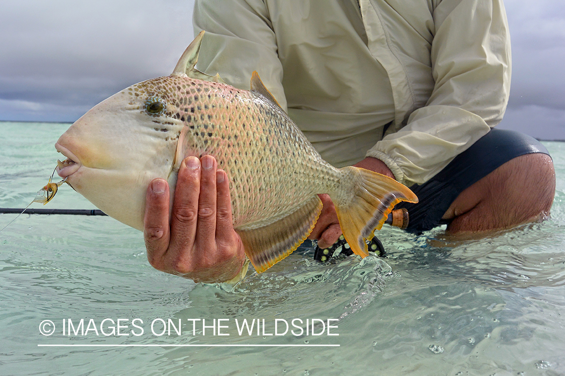 Saltwater flyfisherman releasing triggerfish, Christmas Island.