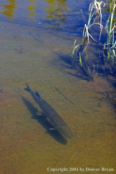 Northern pike cruising the shallows.