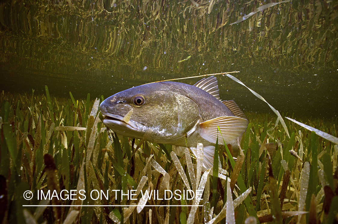 Redfish underwater