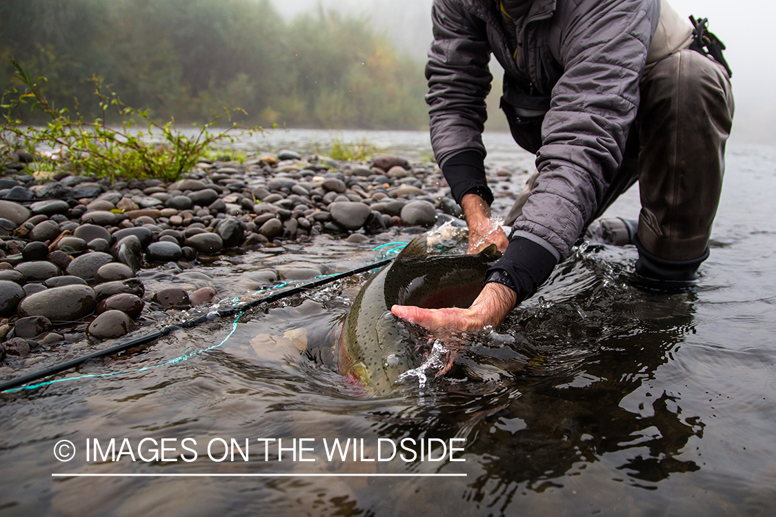 Steelhead fishing