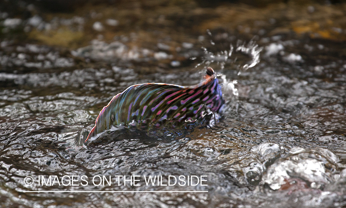 Spawning Grayling. 