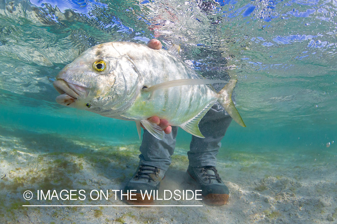 Flyfisherman releasing golden trevally. 