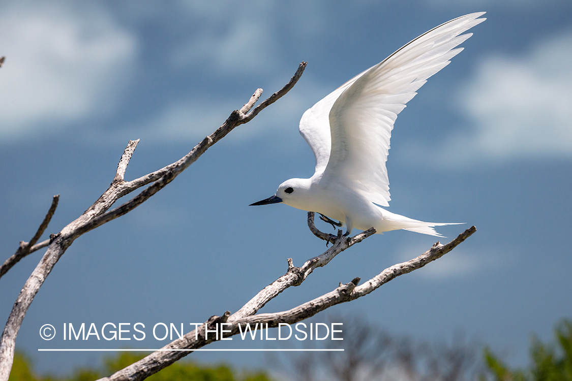 Fairy tern.