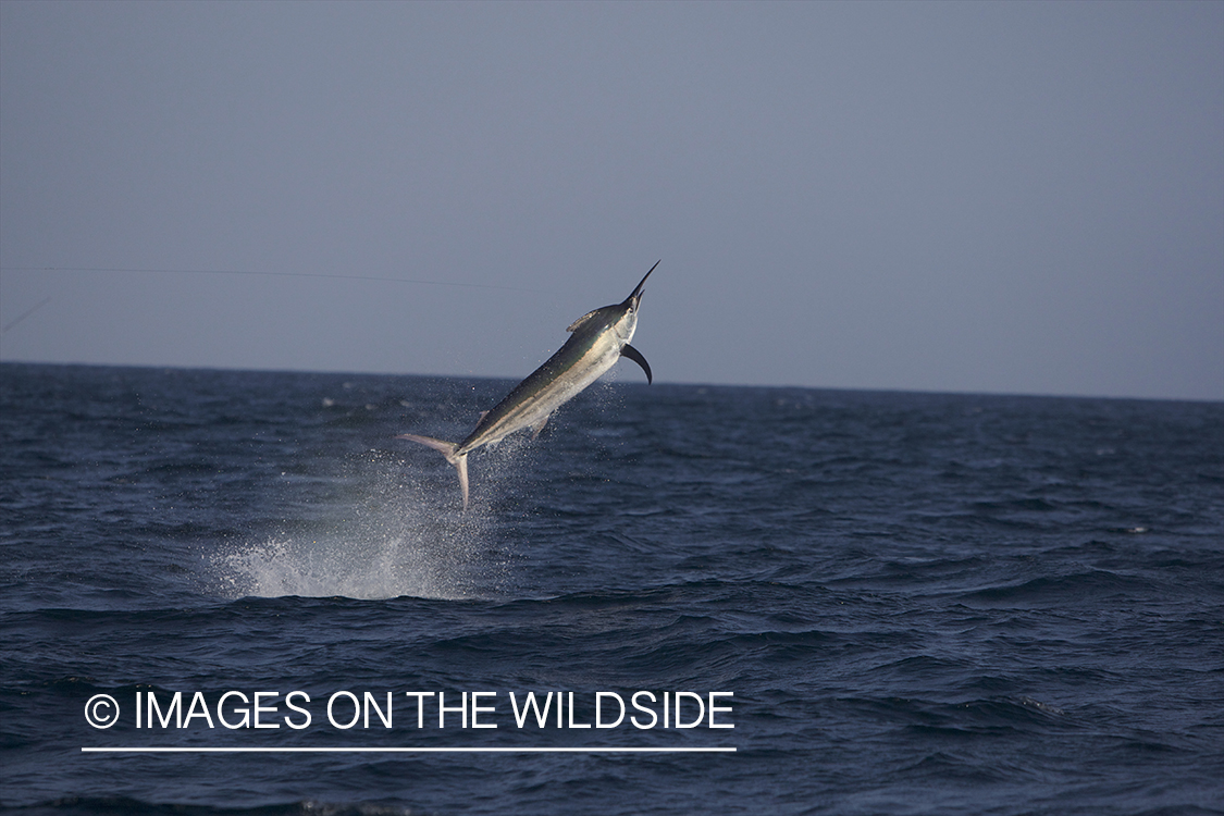 Deep sea fisherman fighting jumping marlin.