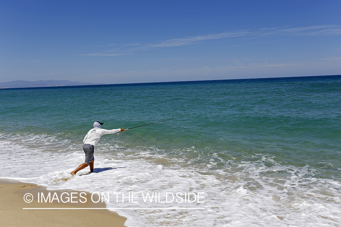 Chasing roosterfish on Baja Peninsula, Mexico.