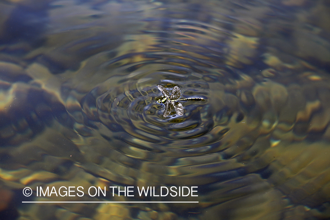 Dragonfly on water surface.