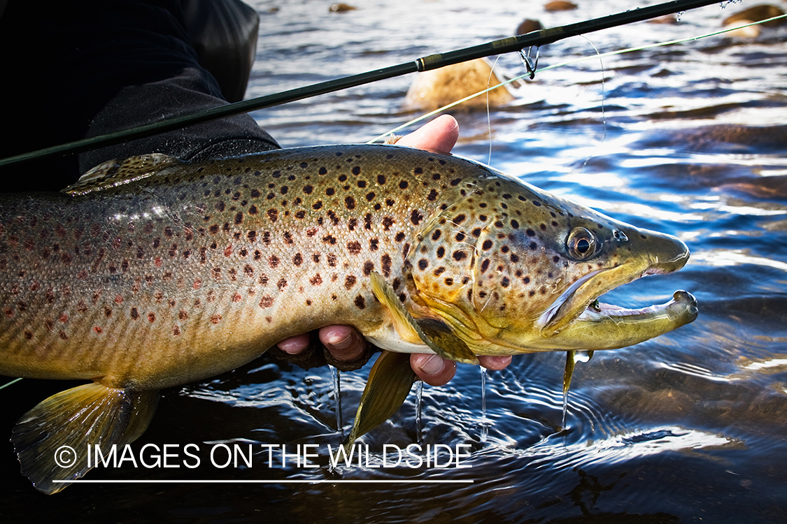 Brown trout.