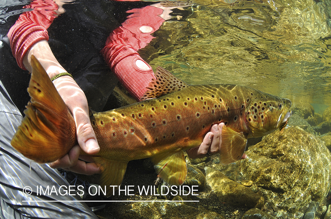 Brown trout in river in chile.