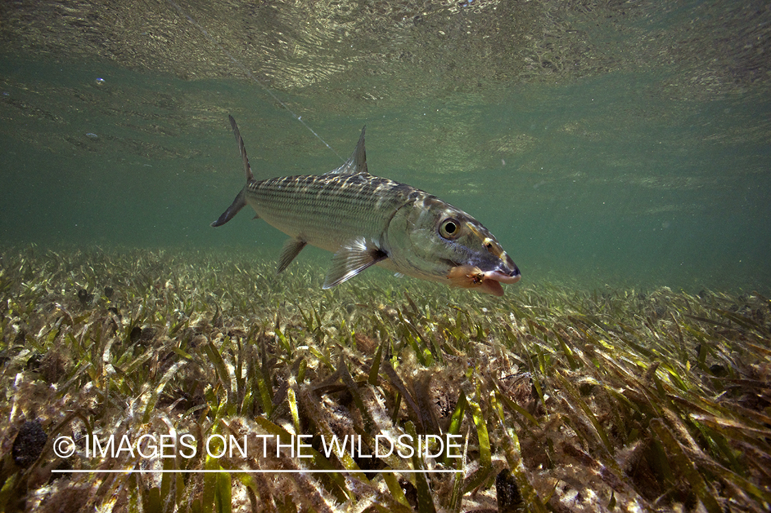 Bonefish underwater