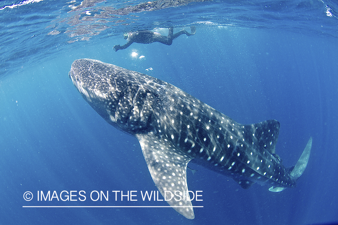 Whale Shark with snorkler.