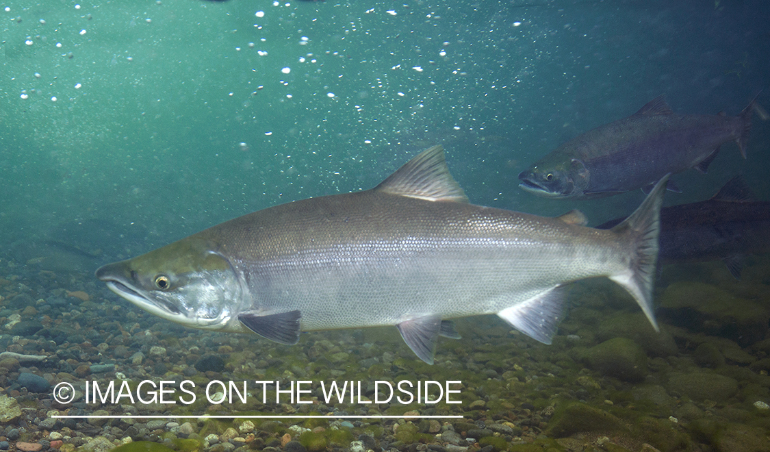 Chrome Sockeye underwater. 