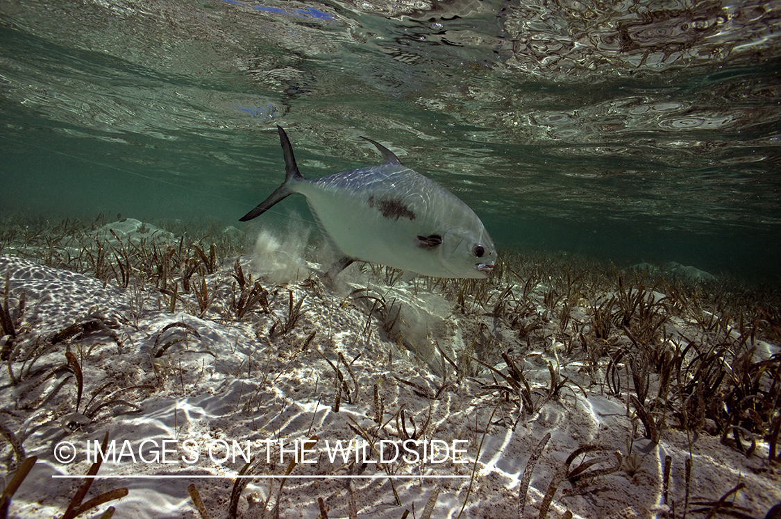 Permit fish in habitat.