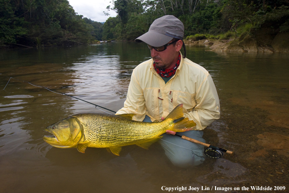 Flyfisherman holding a Golden Dorado