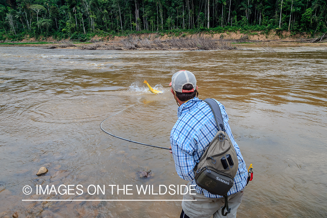 Flyfishing for Golden Dorado in Bolivia.