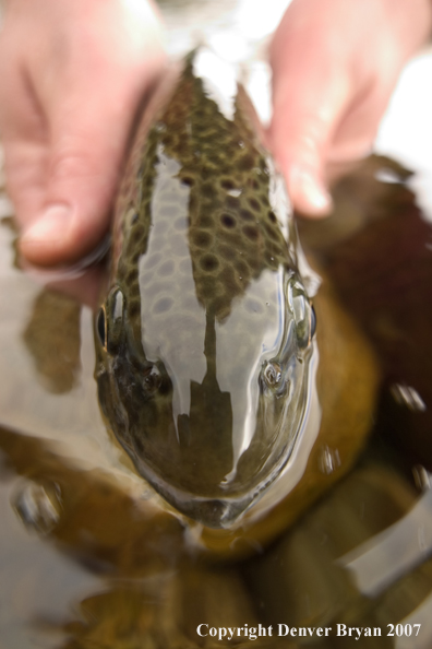 Close-up of brown trout.