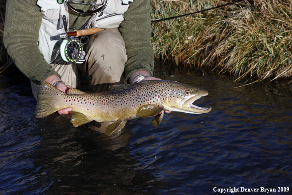 Large male brown trout