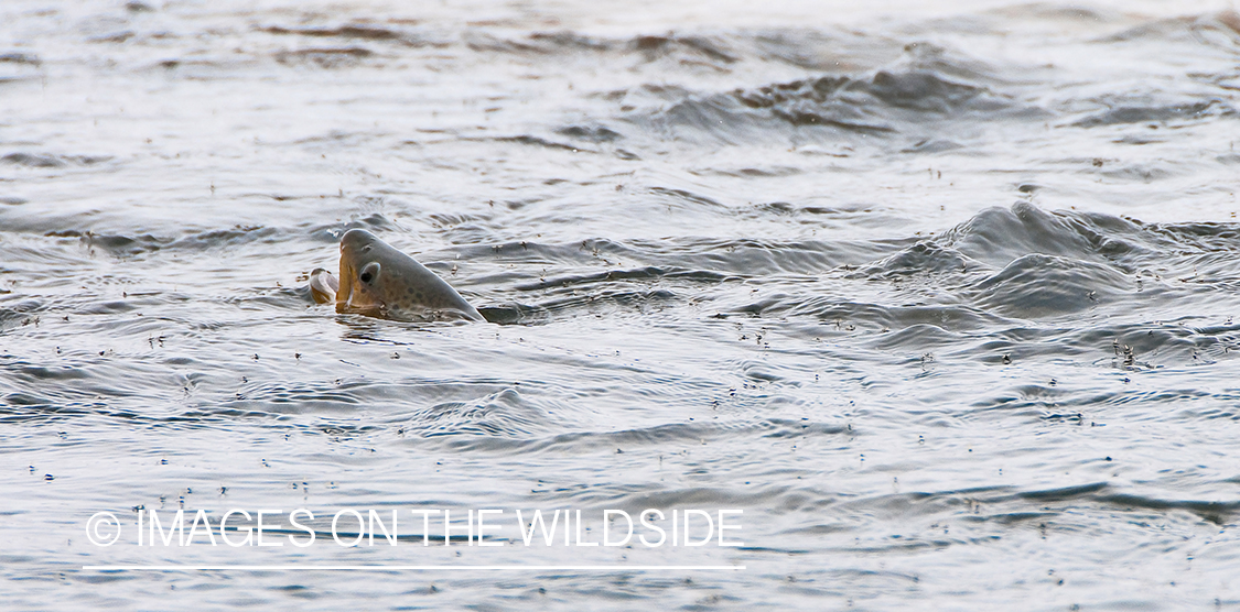 Brown Trout gluping insects on water surface. 