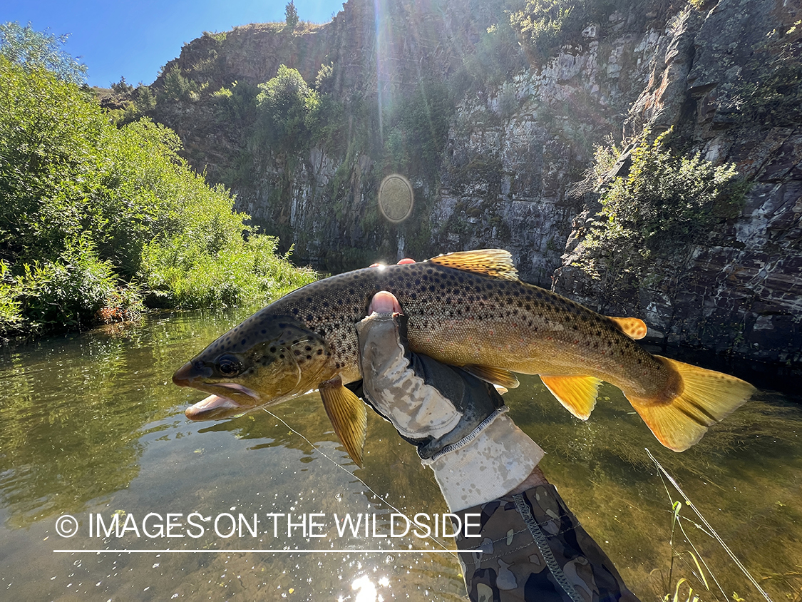 Flyfisherman holding brown trout on stream.